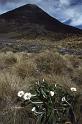 WT 024-38 New Zealand Ngaurahoe